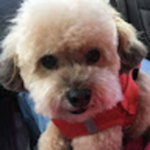 Meet your Posher, Norma d